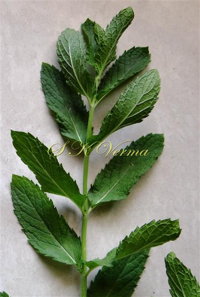  Leafy shoot